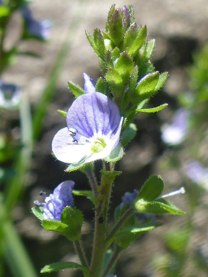 Glandular-hairy stem and bracts