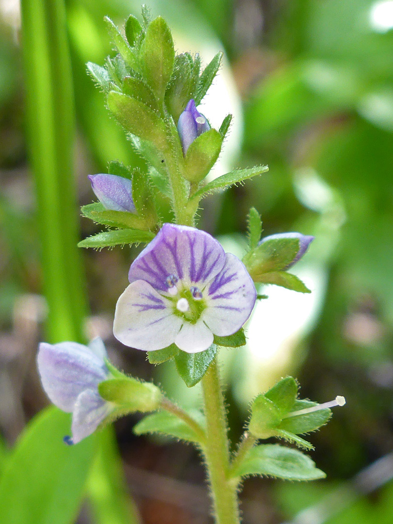 Bracts and flowers