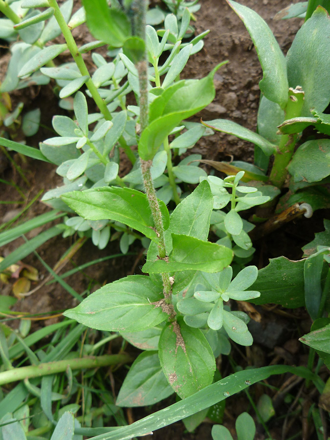 Ovate leaves