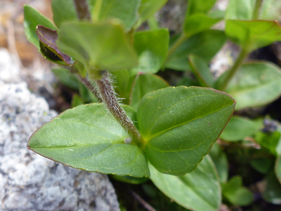 Opposite stem leaves