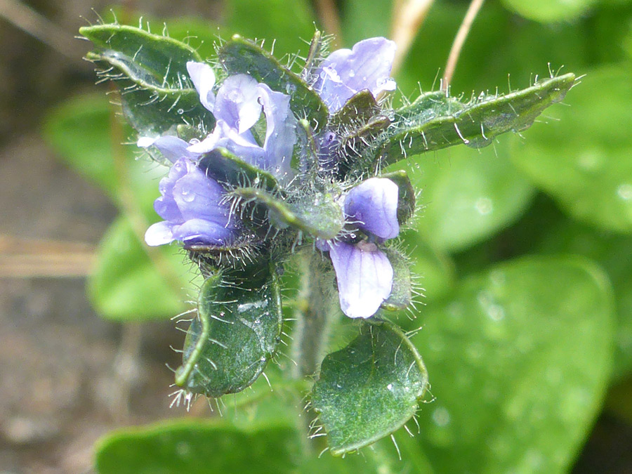 Small flower cluster