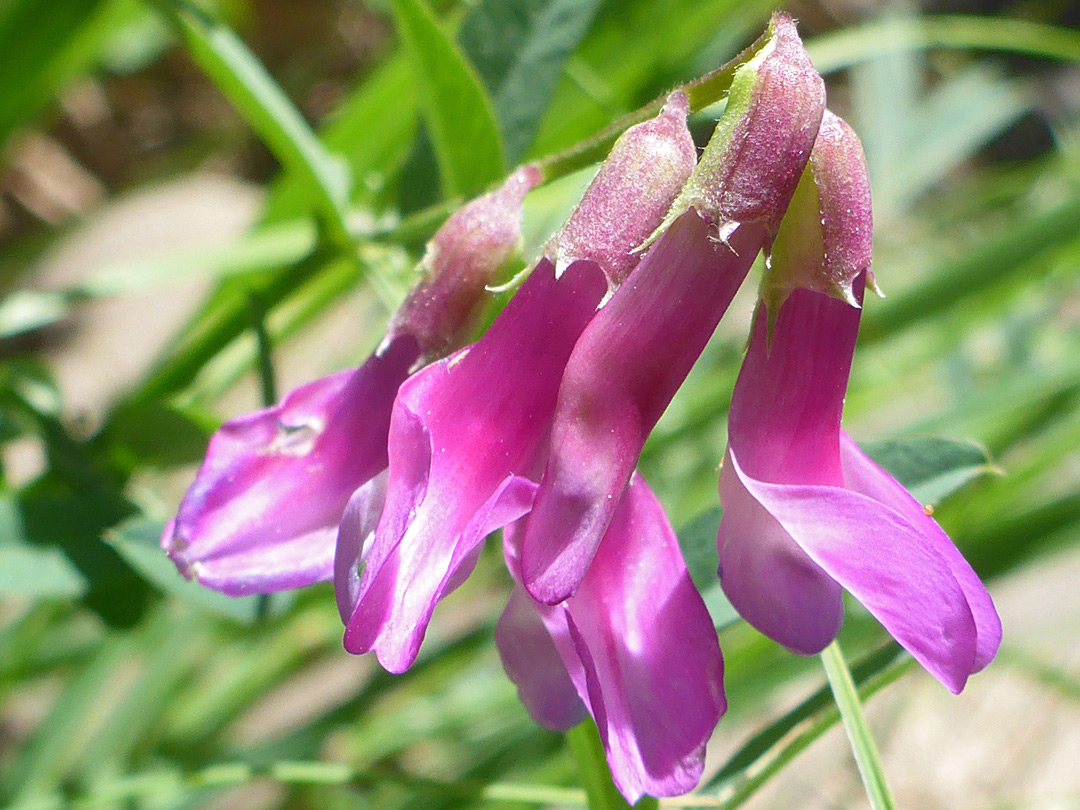 Four flowers