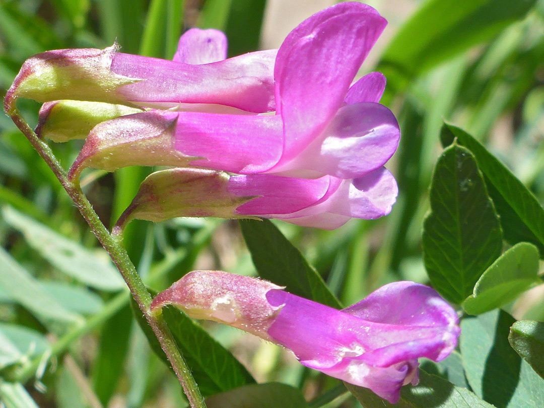 One-sided flower cluster