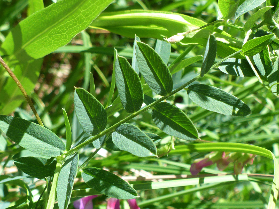 Prominently-veined leaflets