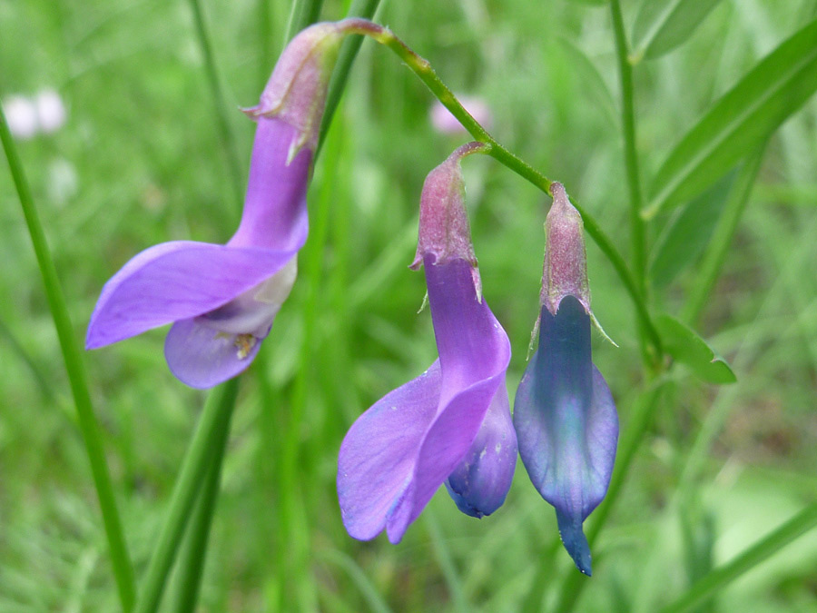 Bluish flowers