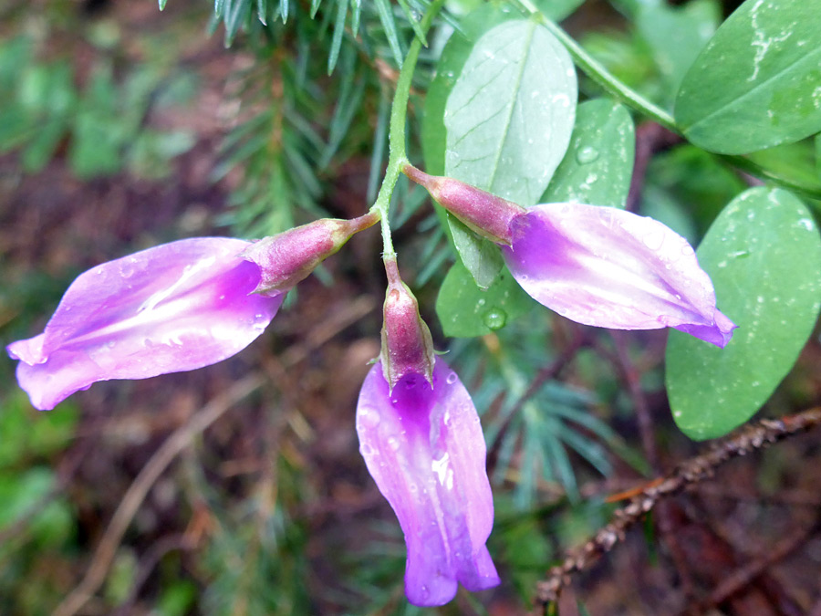 Three flowers