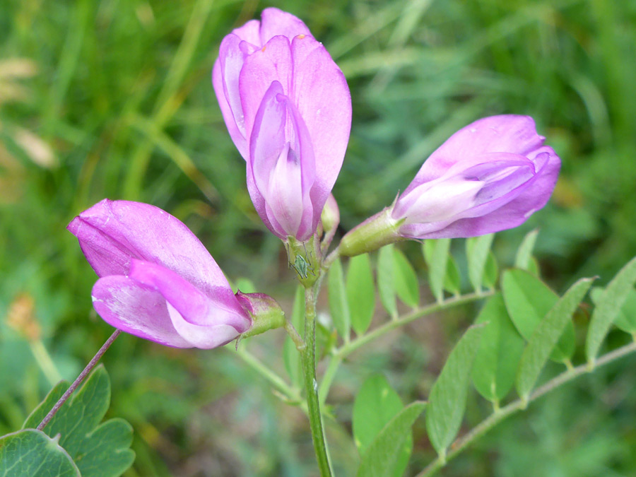 Small flower cluster