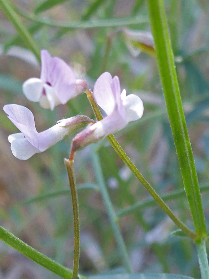 Three flowers