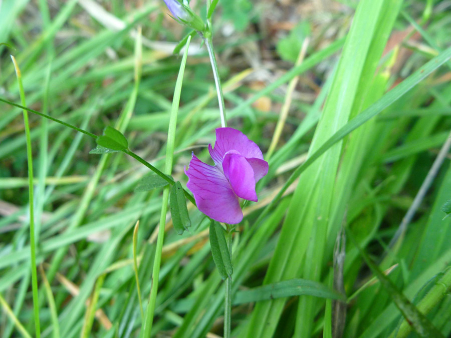 Flower, stem and leaves