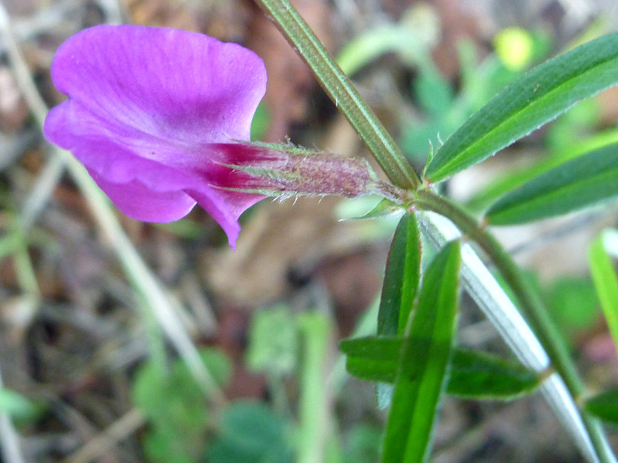 Pink flower