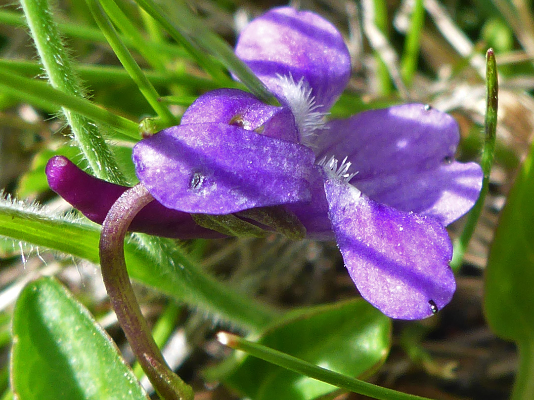 Purple flower