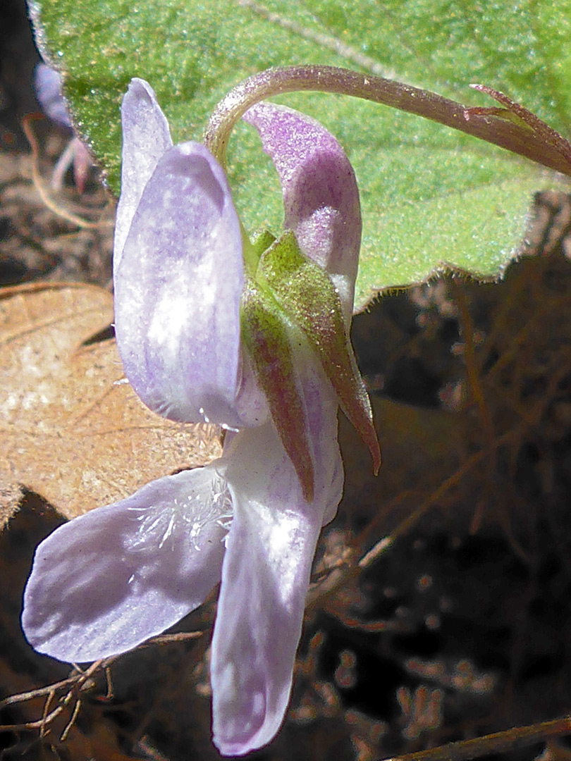 Pale purple flower