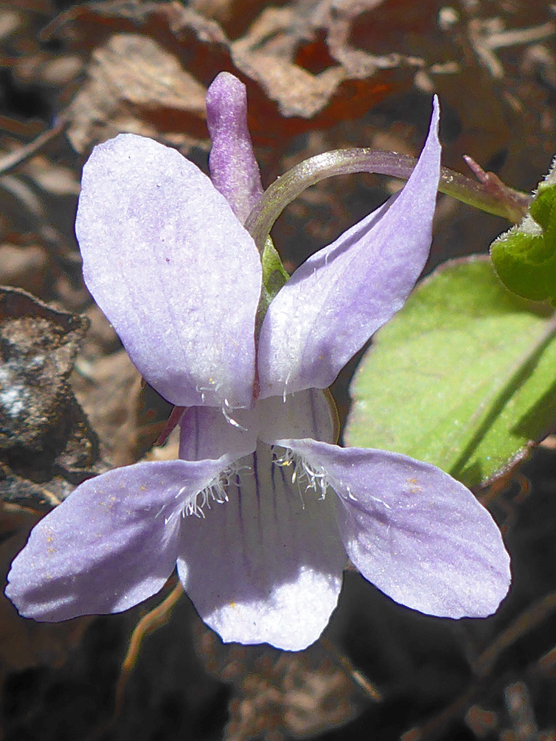 Five-lobed flower