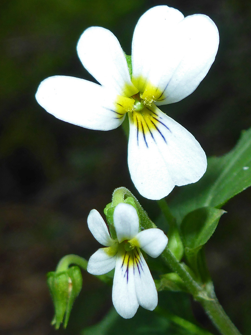 Two white flowers