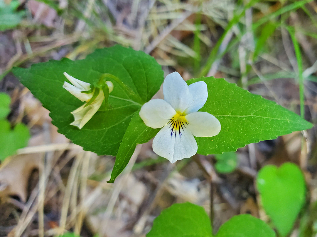 Leaves and flowers