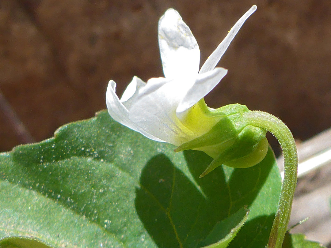 Sparsely hairy flower stalk