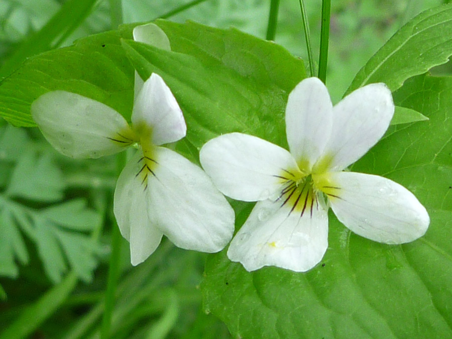 Two flowers