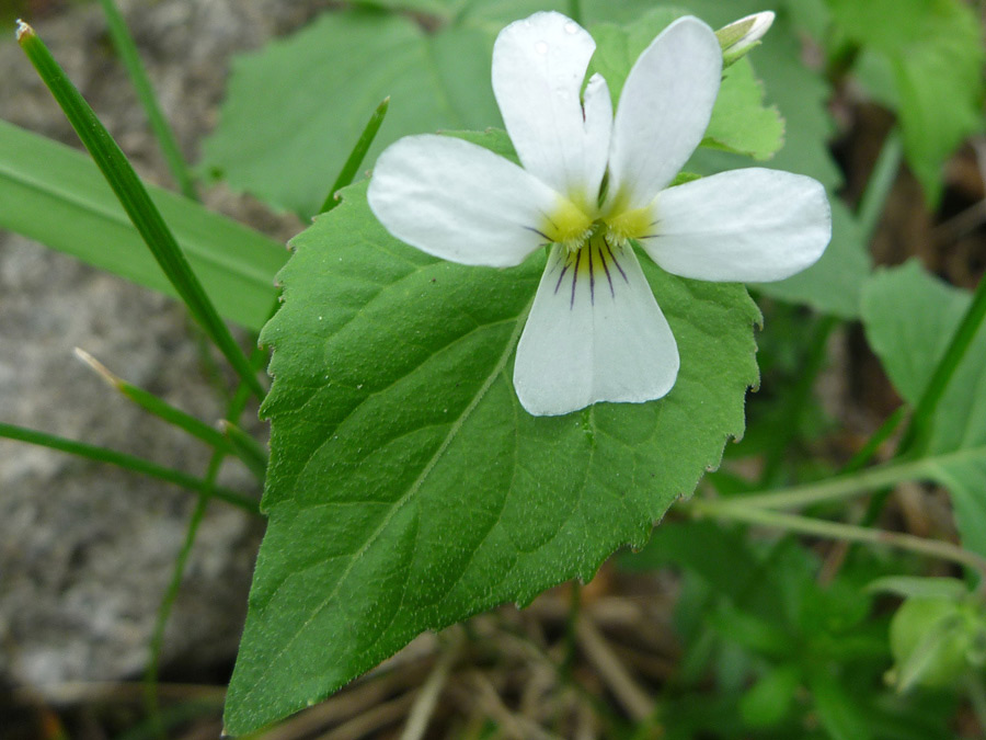 Flower and leaf