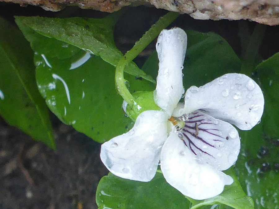 White petals