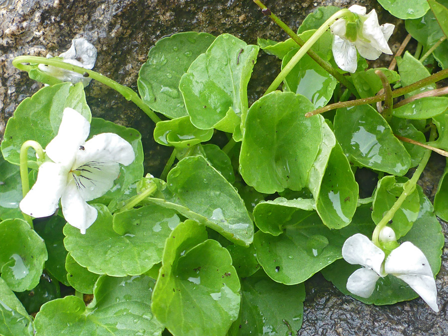 Flowers and leaves