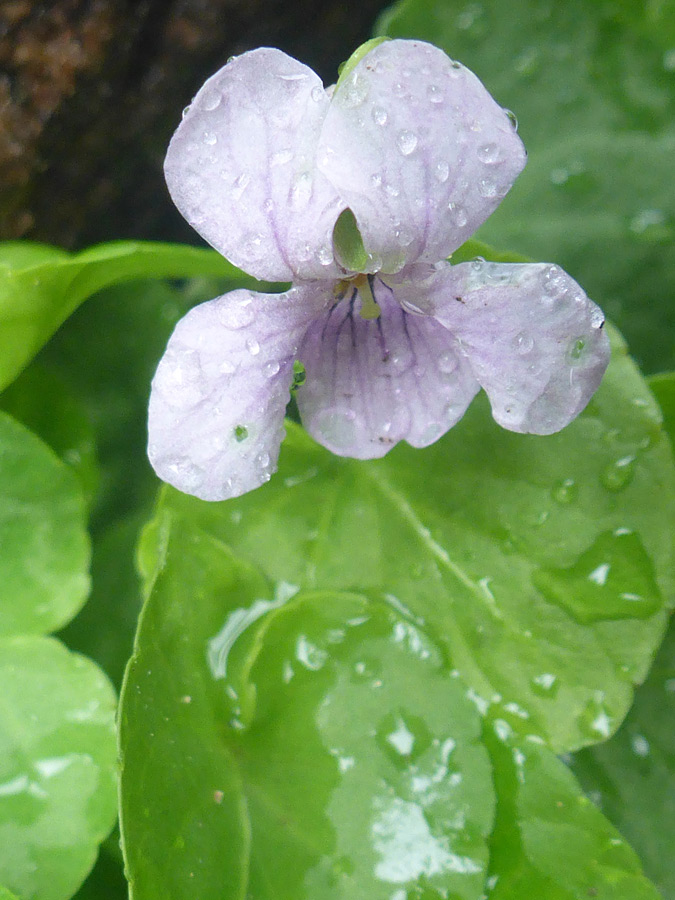 Pale pink flower