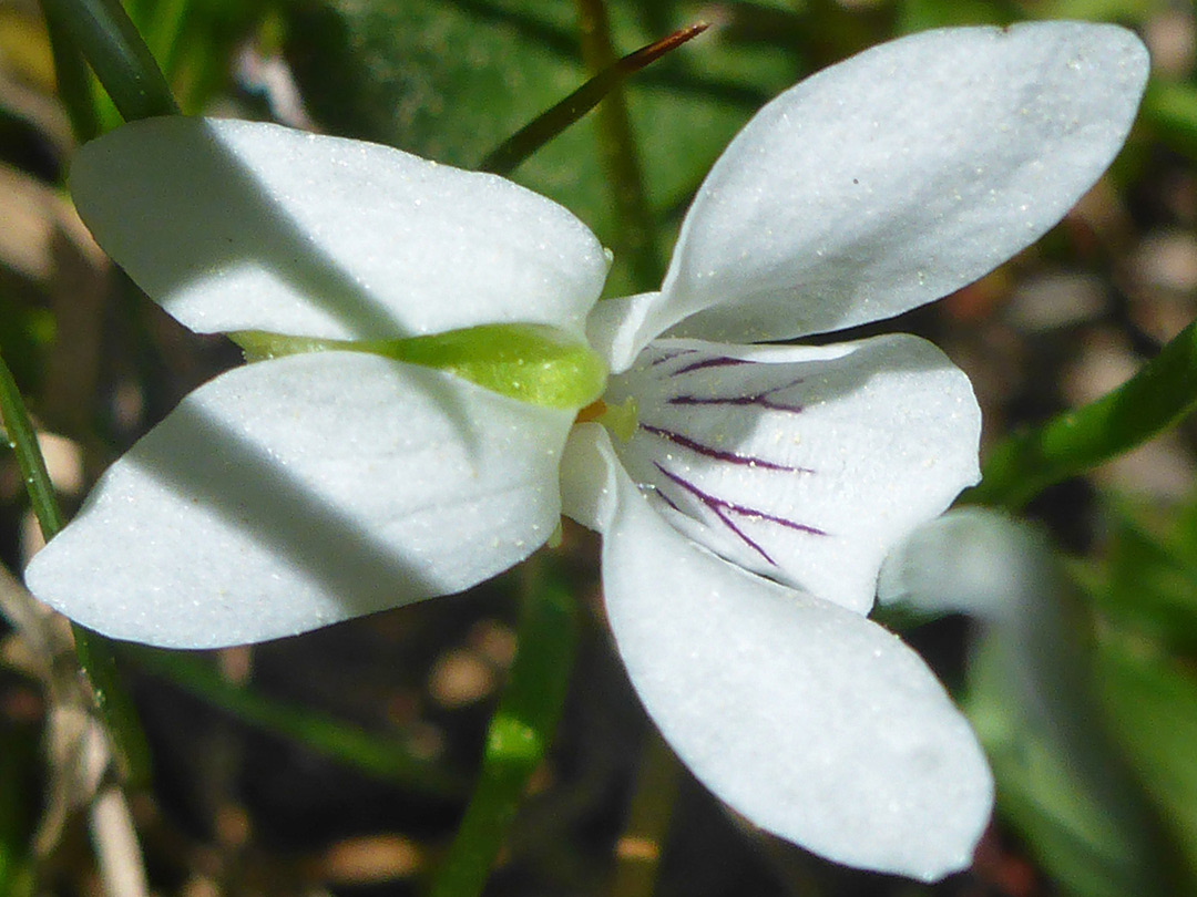 Recurved upper petals