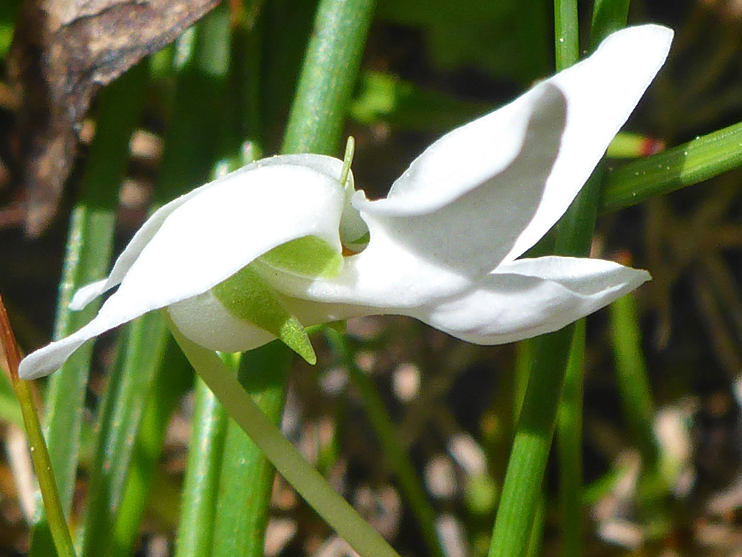 White petals and green sepals