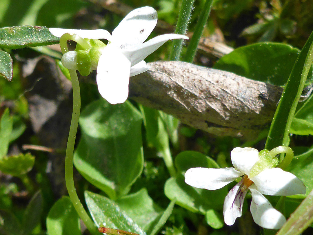 Two flowers