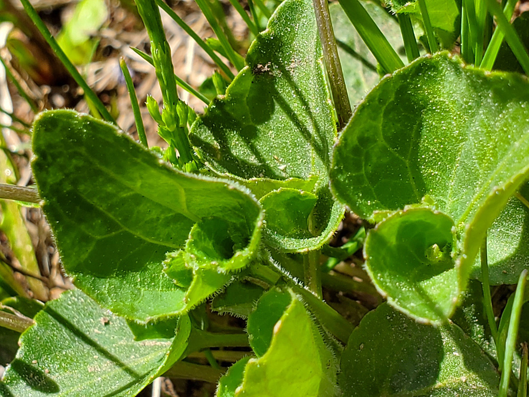 Leaves