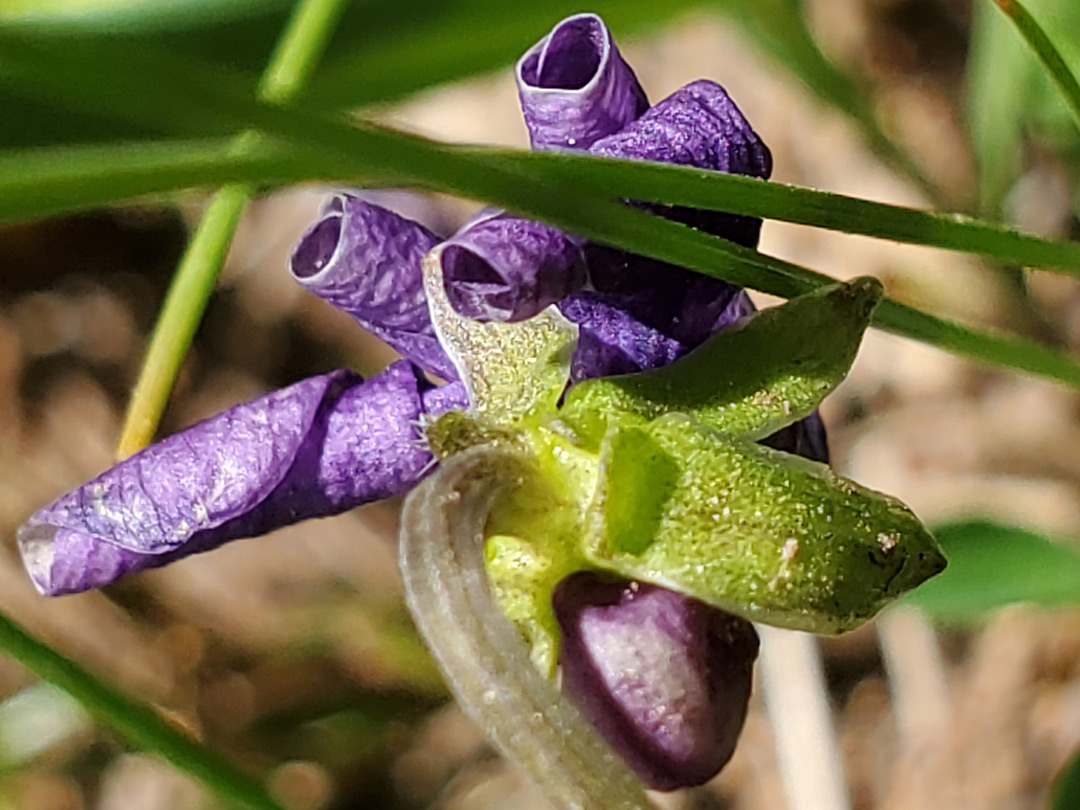 Developing flower