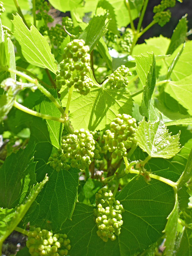 Leaves and flowers