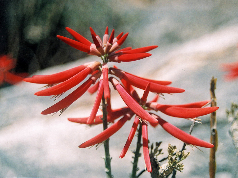 Two clusters