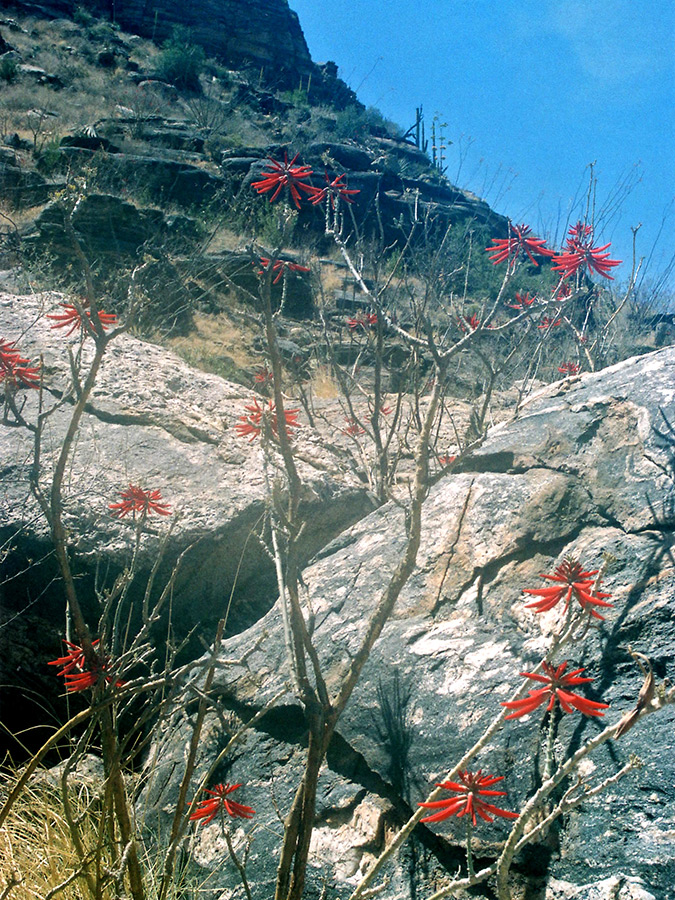 Leafless stems