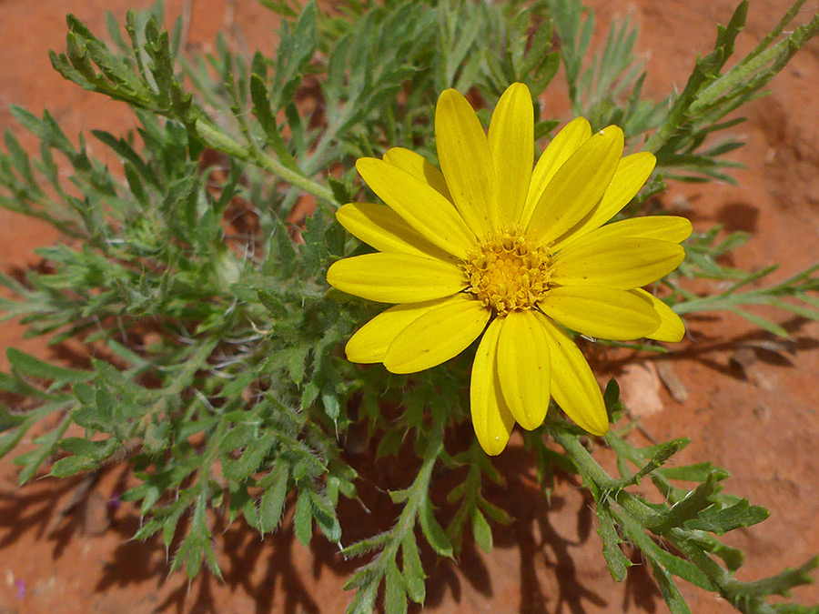 Yellow flowerhead