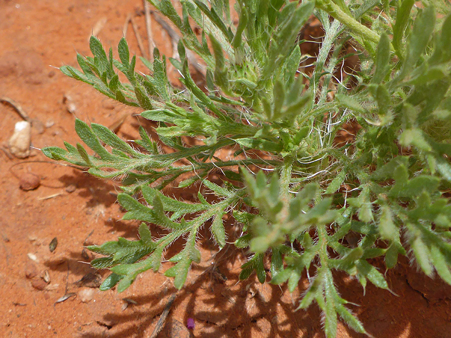 Lobed, bristly leaves