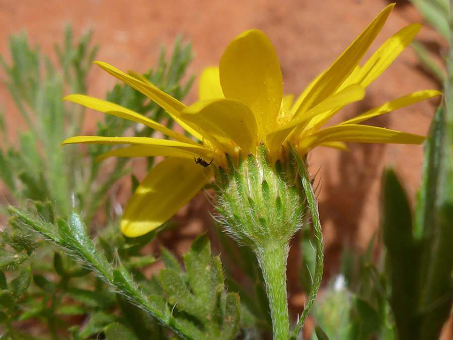 Hairy phyllaries