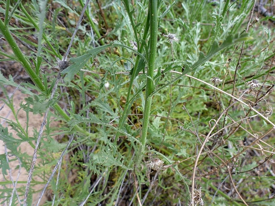 Thick stems