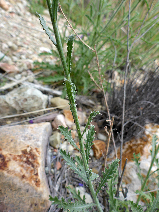 Cauline leaves