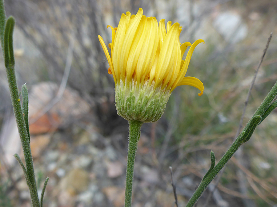 Phyllaries