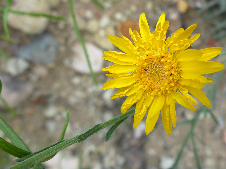 Opening flowerhead