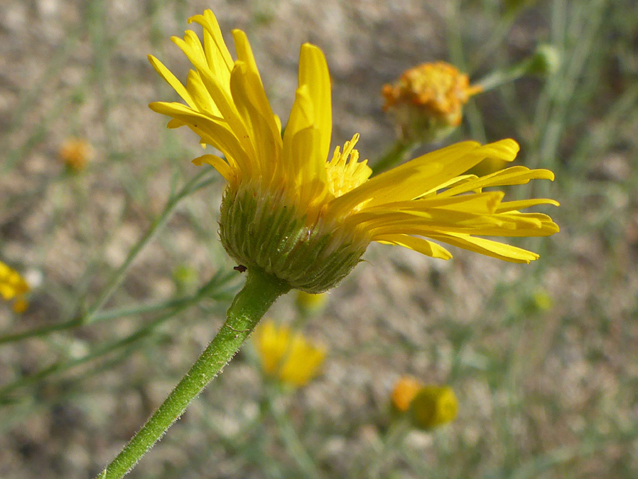 Broad flowerhead