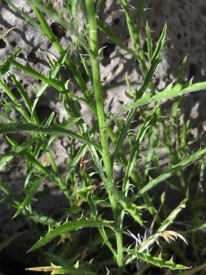 Spiny leaves