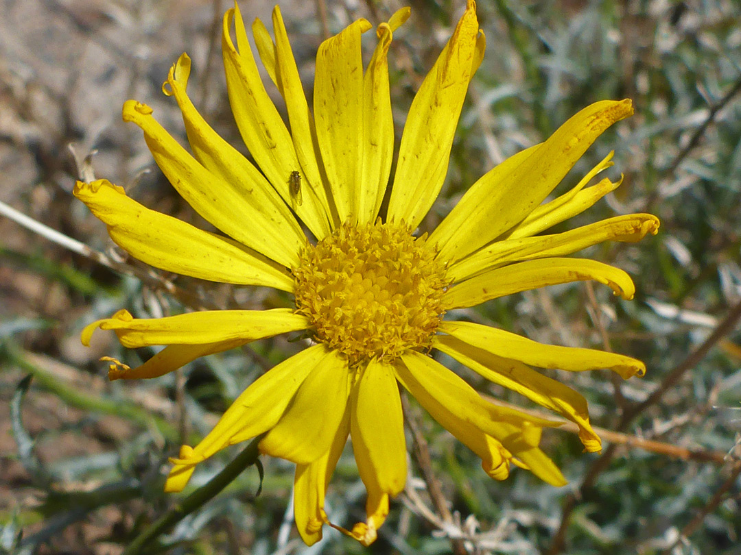 All-yellow flowerhead