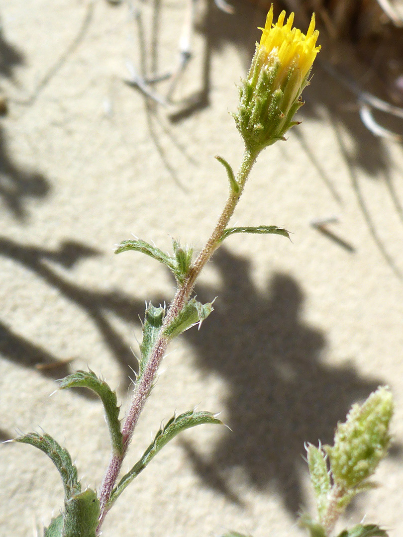 Hairy, reddish stem