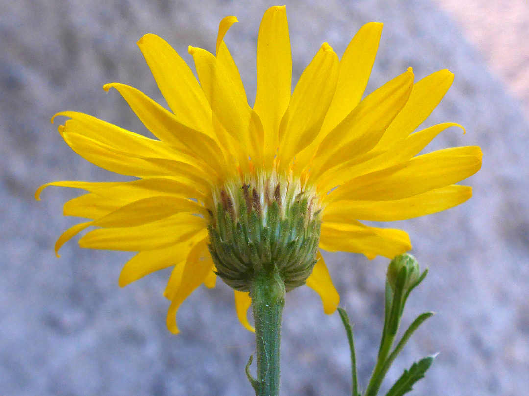 Phyllaries and florets