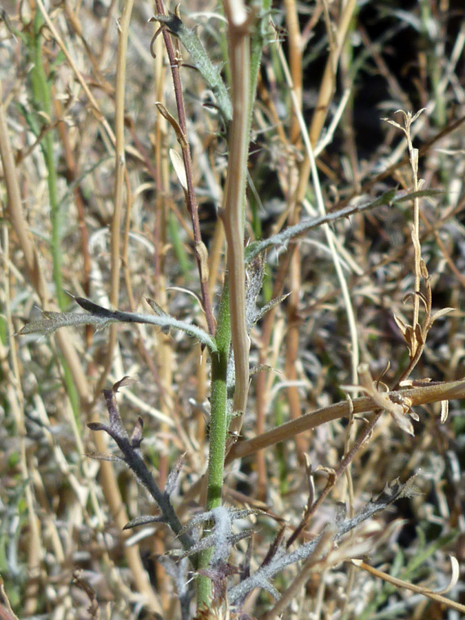 Stem and leaves