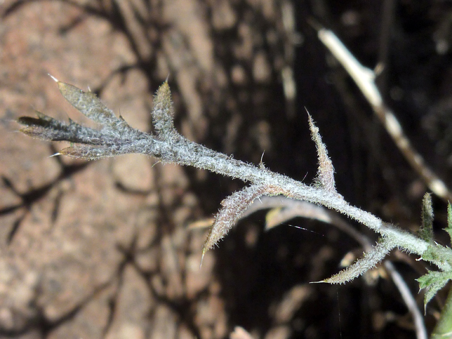 Hairy, lobed leaf