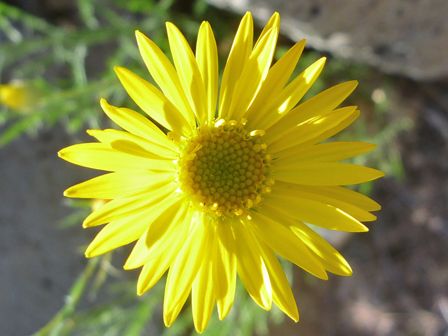 Yellow flowerhead