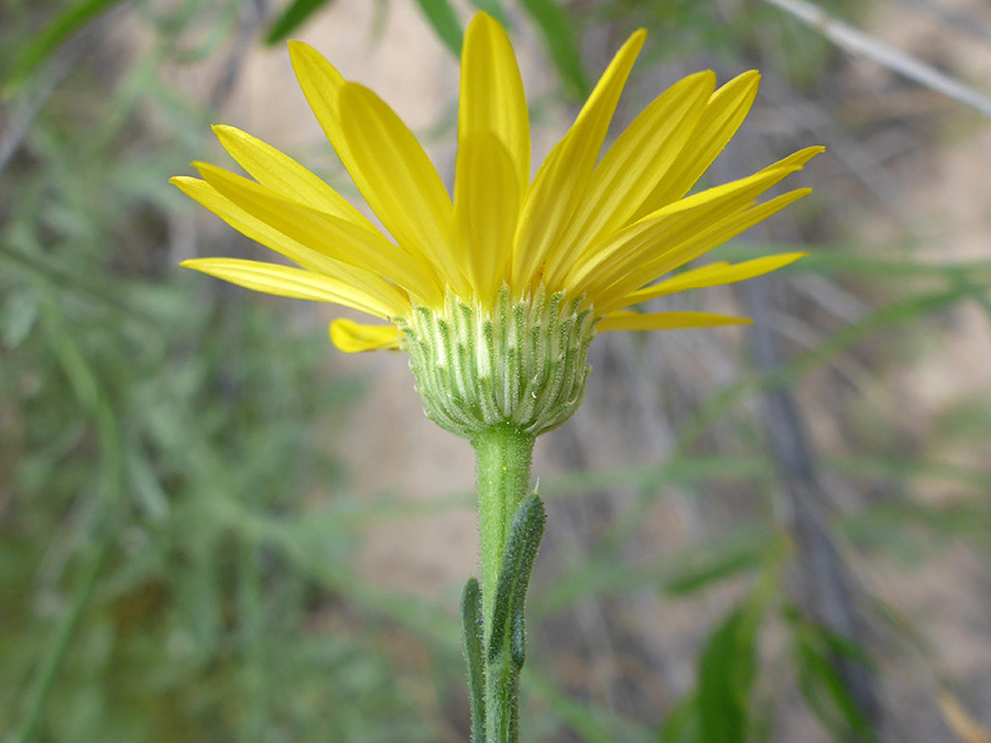 Side view of a flowerhead