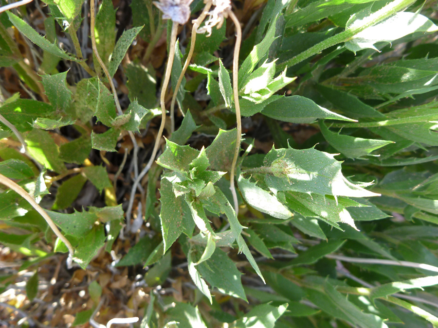 Toothed leaves